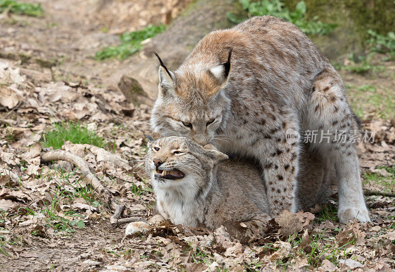 交配欧亚猞猁(lynx lynx)